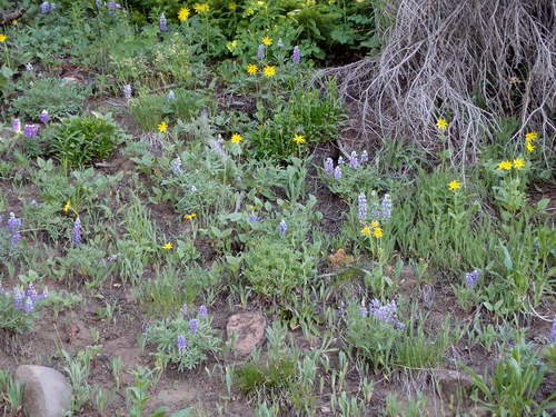 GDMBR: Blue Lupine and Yellow Daisies.
